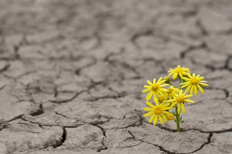 resilience-umut-jpg